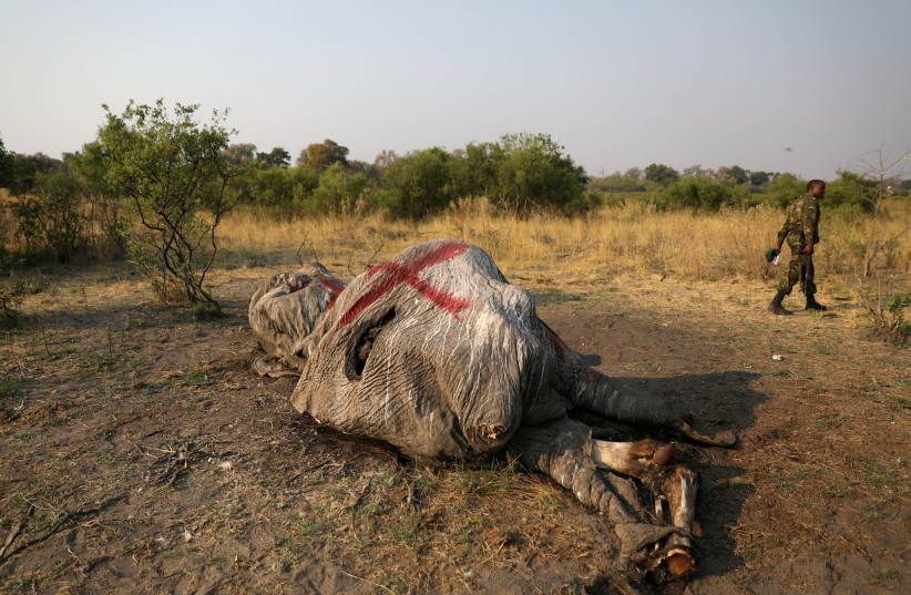  A member of the military walks away after inspecting the carcass of an elephant, after reports that conservationists have discovered 87 of them slaughtered just in the last few months, in the Mababe area, Botswana, September 19, 2018. (credit: REUTERS/SIPHIWE SIBEKO)