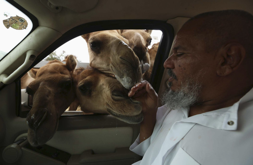  A man touches camels peering through the window of a car in Taif June 7, 2014. (credit: REUTERS/Mohamed Alhwaity)