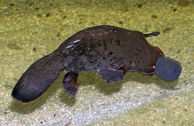  A Platypus is a mammal with a beaver tail and a duckbill. (credit: Stefan Kraft via WIKIMEDIA COMMONS)