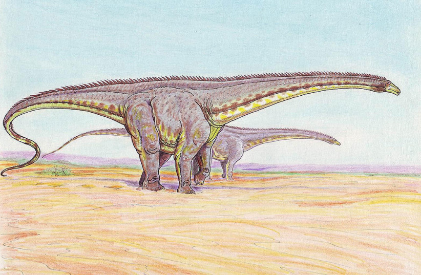  Diplodocus longus, a type of diplodocid sauropod dinosaur (Illustrative). (credit: Wikimedia Commons)