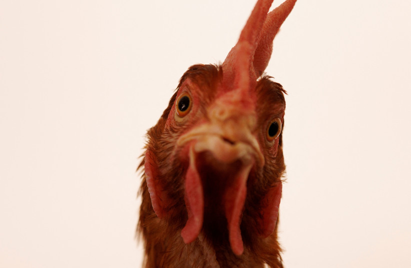  A cage-free chicken (illustrative) (photo credit: MIKE BLAKE/REUTERS)