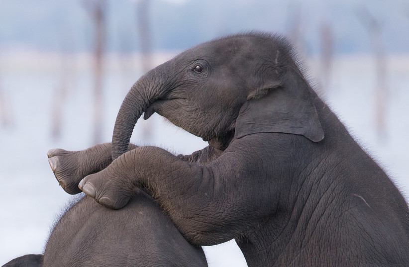  An adorable baby elephant (Illustrative). (credit: Wikimedia Commons)