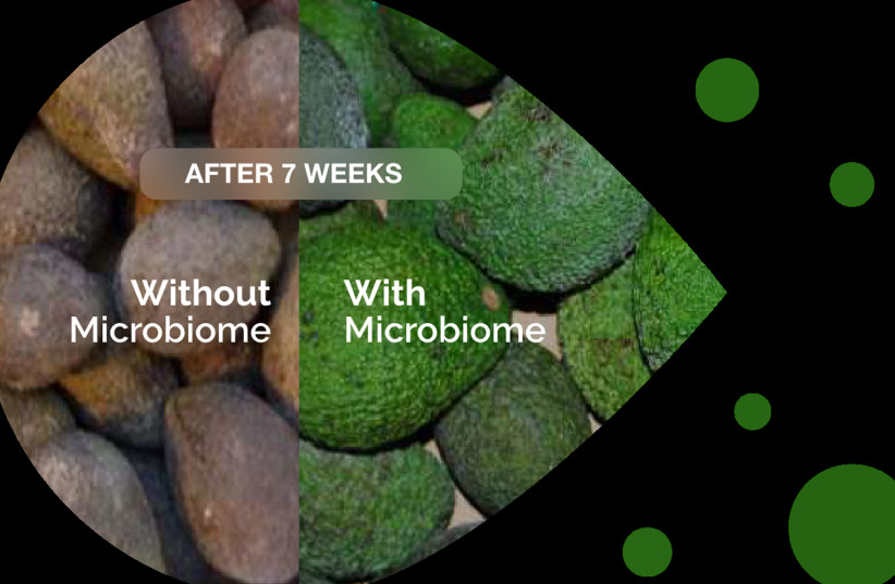 Avocados with and without Microbiome treatment (photo credit: Microbiome)