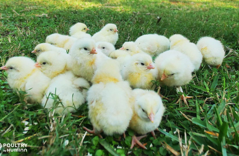 Chicks (photo credit: Poultry by Huminn)
