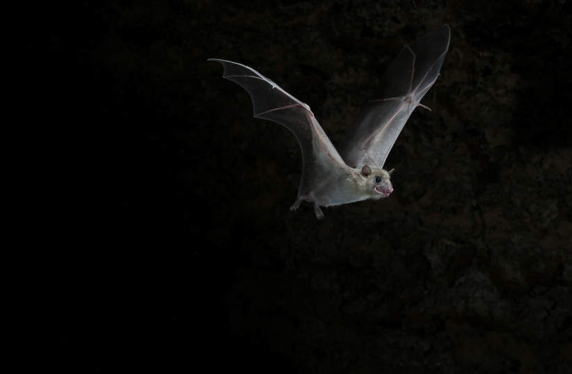  Bats (photo credit: JENS RYDELL)