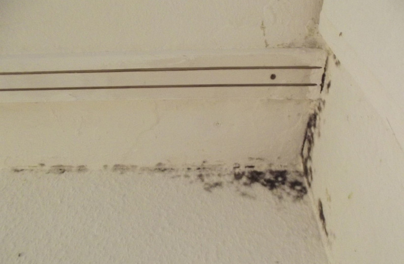  Black mold on the ceiling in an apartment block (credit: Wikimedia Commons)