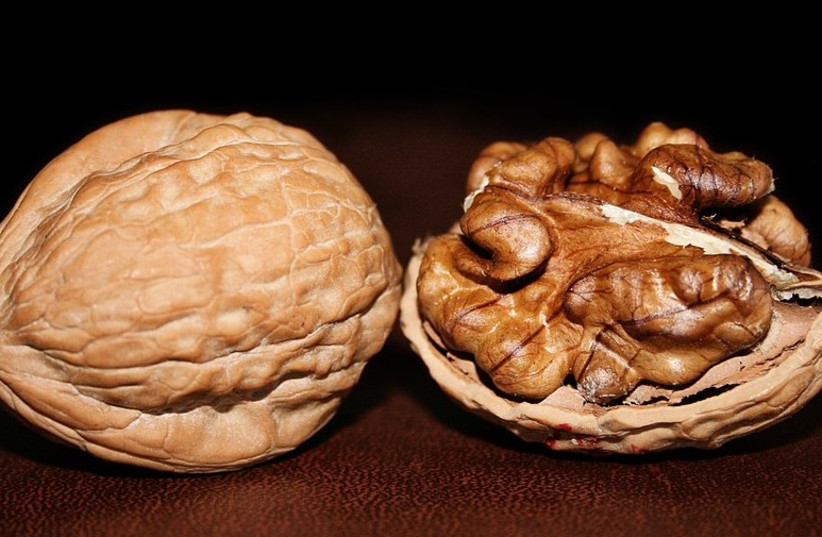  Walnuts (credit: Wikimedia Commons)