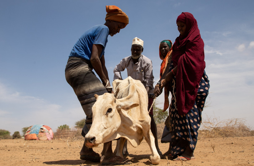  WFP warns millions facing hunger as driest weather in decades ravages Horn of Africa (credit: REUTERS)