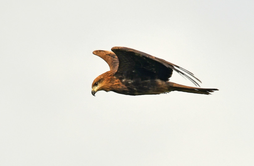  Resilient black kite birds deterred from taking residence in Israel. (photo credit: ITSIK MAROM)