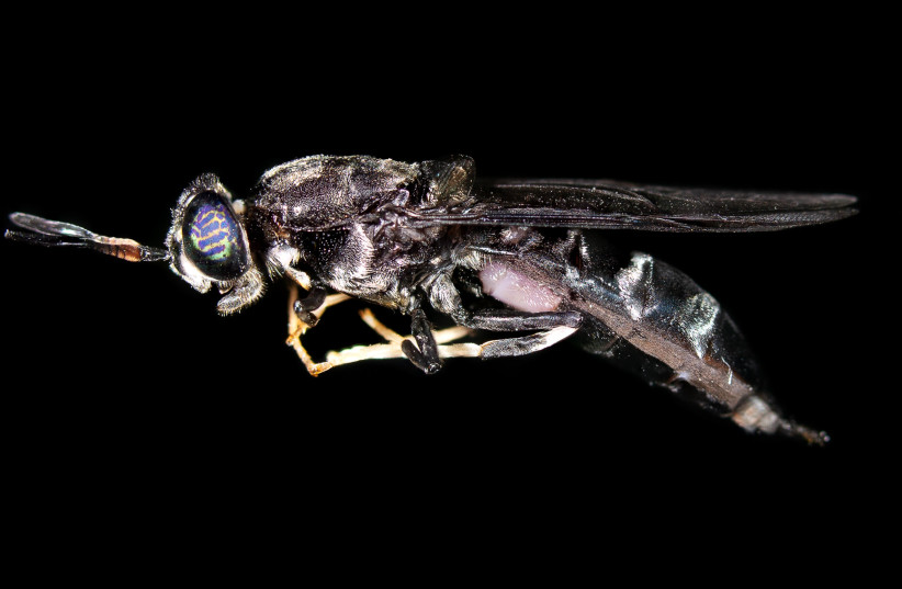 Israel devotes NIS 150M to lasers, super material and eating flies - Vimarsana News