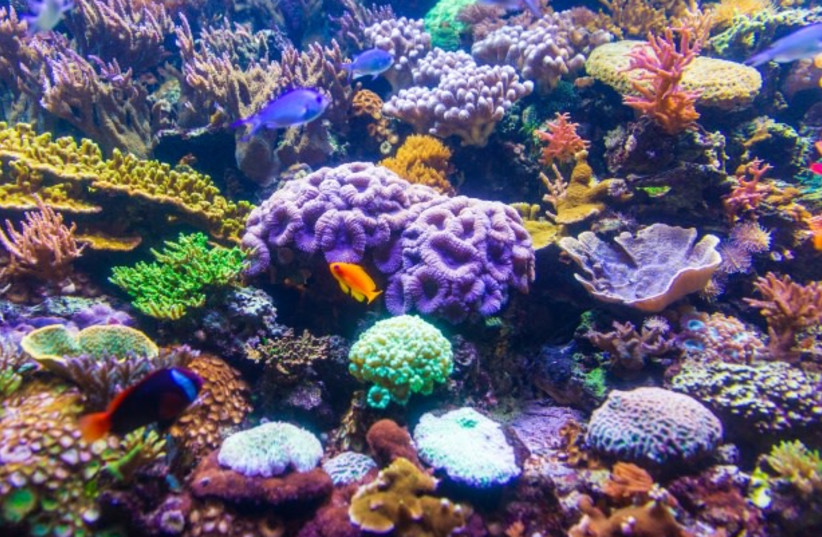  Coral Reef. (photo credit: PUBLICDOMAINPICTURES.NET)