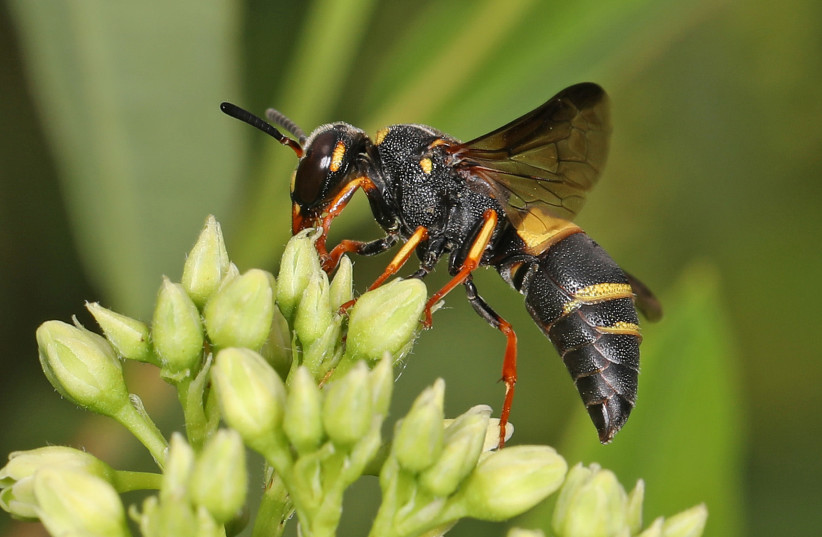  Mason wasp (Illustrative). (photo credit: Judy Gallagher/Flickr)