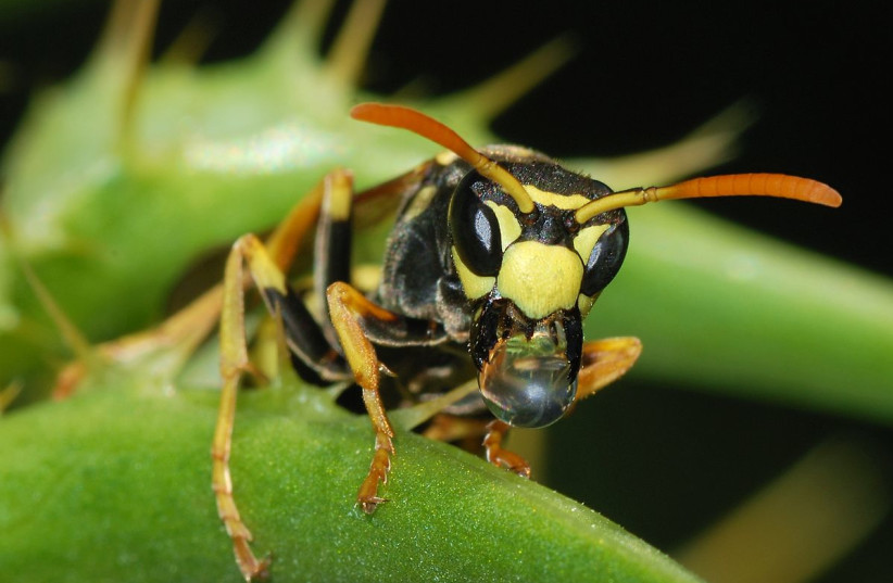  Wasp (Illustrative). (credit: Wikimedia Commons)