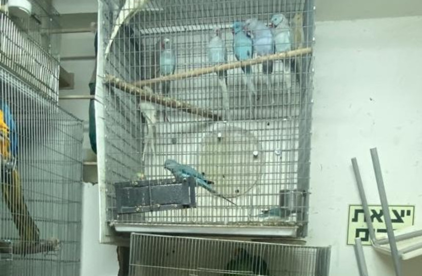  Some of the parrots found in the basement of a Ramle apartment building on December 21, 2022 (photo credit: AGRICULTURE MINISTRY)