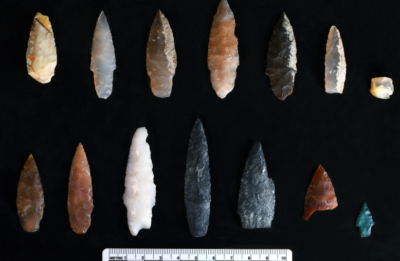  Stone projectile points discovered buried inside and outside of pit features at the Cooper’s Ferry site, Area B.  (photo credit: Loren Davis)