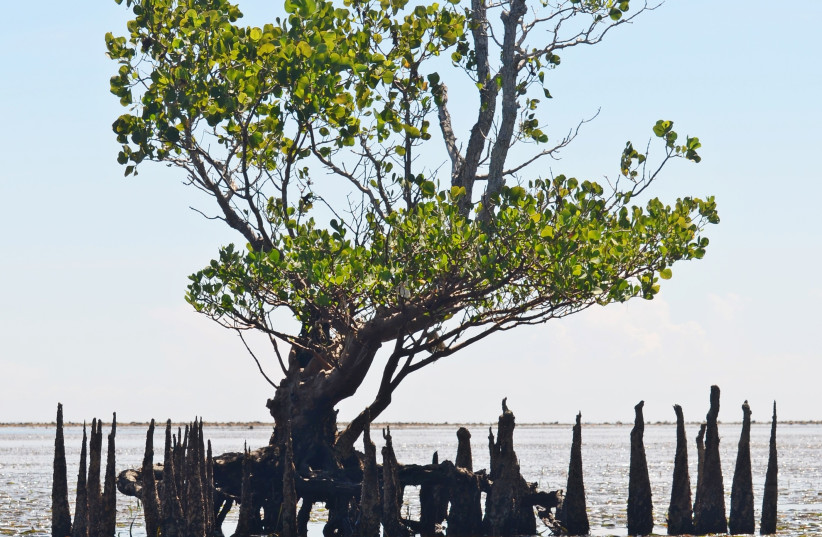 Study reveals shocking new evidence about early Micronesian humans - Vimarsana News
