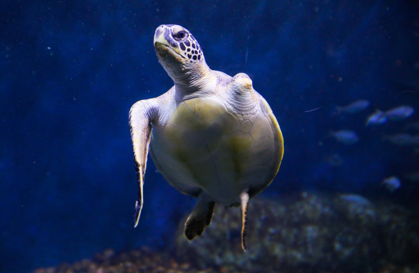  A rescued sea turtle finds a safe home at the Jerusalem Aquarium after his fin was caught in a plastic fishing net. February 2022. (credit: MARC ISRAEL SELLEM/THE JERUSALEM POST)