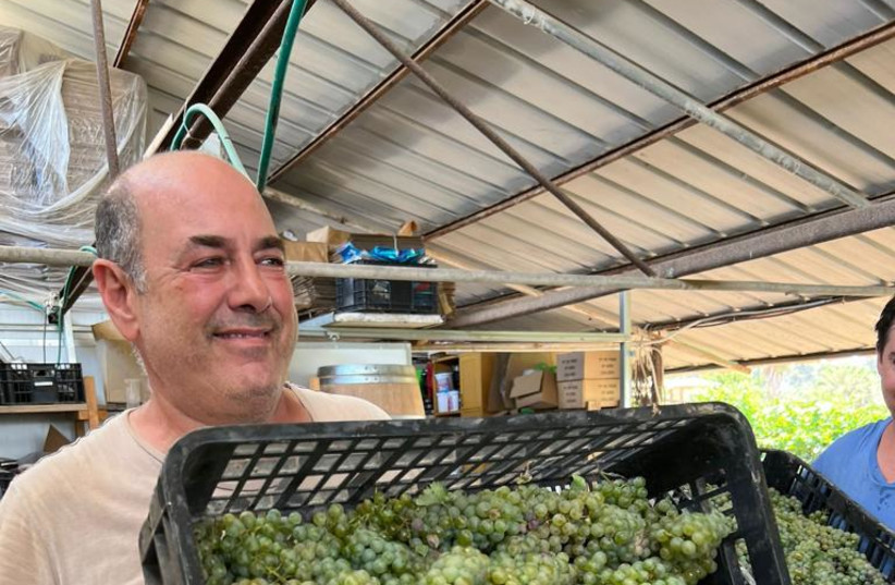  OWNER-WINEMAKER Yossi Rosenberg brings in the grapes at harvest. (credit: Kerem Barak Winery)