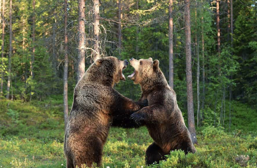  Bears in the wild (credit: WIKIMEDIA)