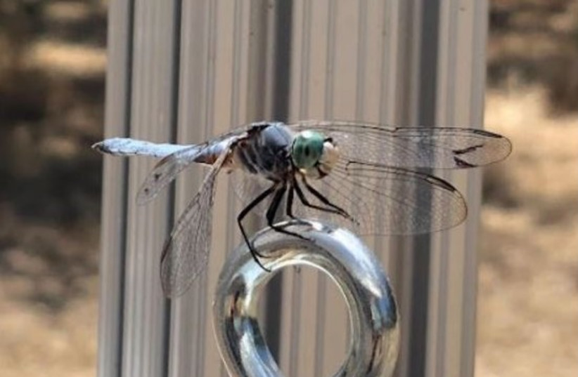  Scientists studied the flight behavior of the blue dasher dragonfly. (photo credit: Courtesy of Christofer Brothers)