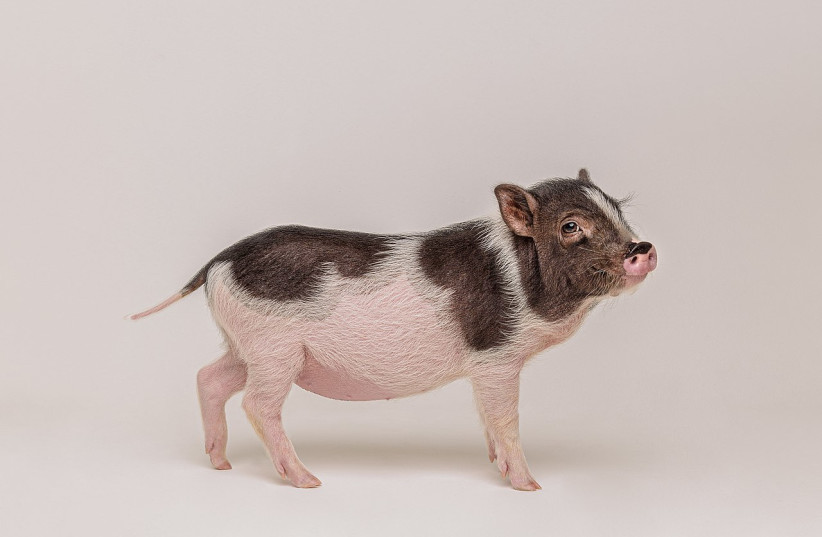  A mini pig like this was used to test the functionality of a bionic ATA for an injured penis (Illustrative). (credit: Wikimedia Commons)