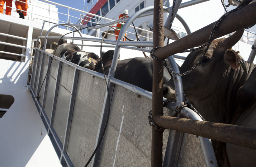  Cattle walk up a ramp onto a cargo ship for export, at Vila do Conde port in Barcarena, Para state, near the mouth of the Amazon river, October 8, 2013.  (credit: REUTERS/Paulo Santos)