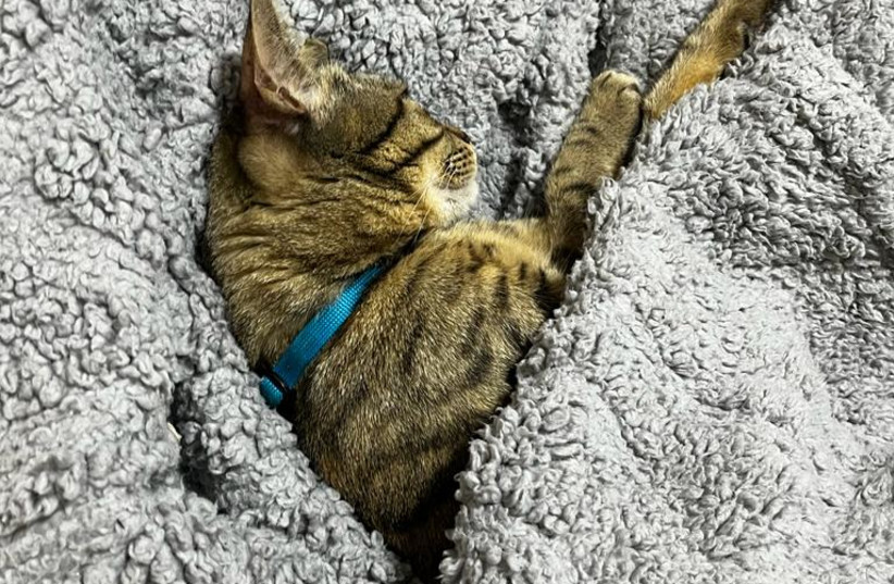  Artemis the cat found a cozy blanket for this winter. How can you find one for yourself? (Illustrative) (photo credit: Shira Silkoff)