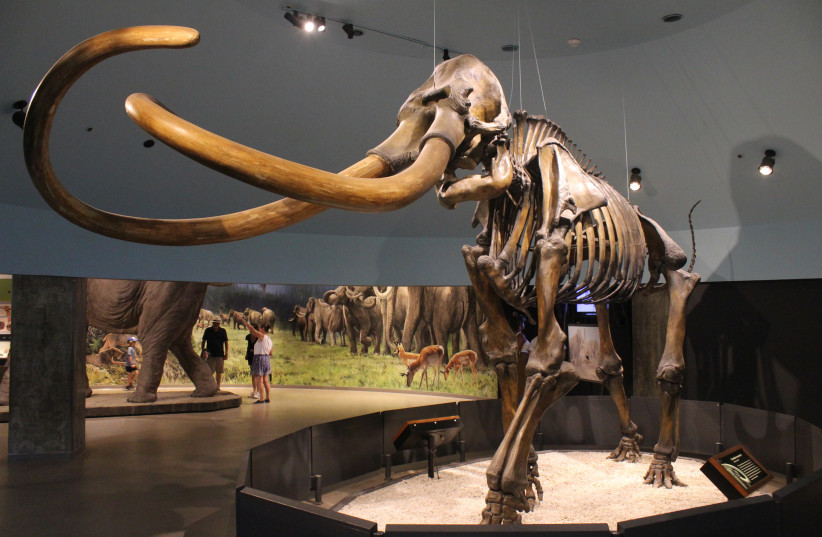 Skeleton of Mammuthus columbi on display at the Page Museum at the La Brea Tar Pits. (photo credit: JONATHAN CHEN/CC BY-SA 4.0 (https://creativecommons.org/licenses/by-sa/4.0)/VIA WIKIMEDIA COMMONS)
