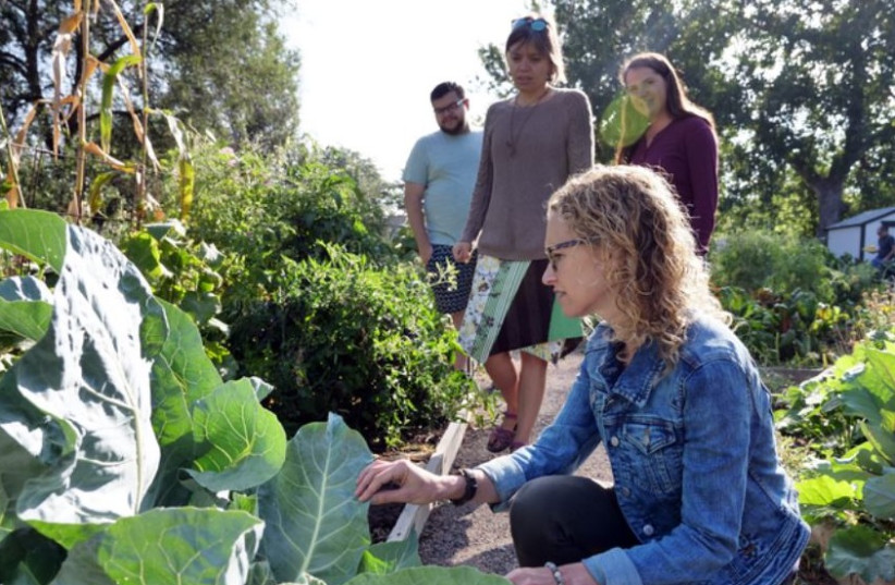  University of Colorado at Boulder Prof. Jill Litt checks on a plant at a community garden in Denver, Colorado. (photo credit: Glenn Asakawa/University of Colorado at Boulder)