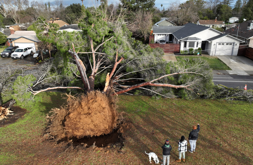  A large tree fell during rainstorms in Sacramento, California (photo credit: REUTERS)