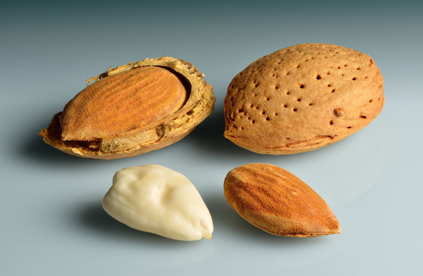  Almonds - in shell, shell cracked open, shelled, blanched. (photo credit: CREATIVE COMMONS)