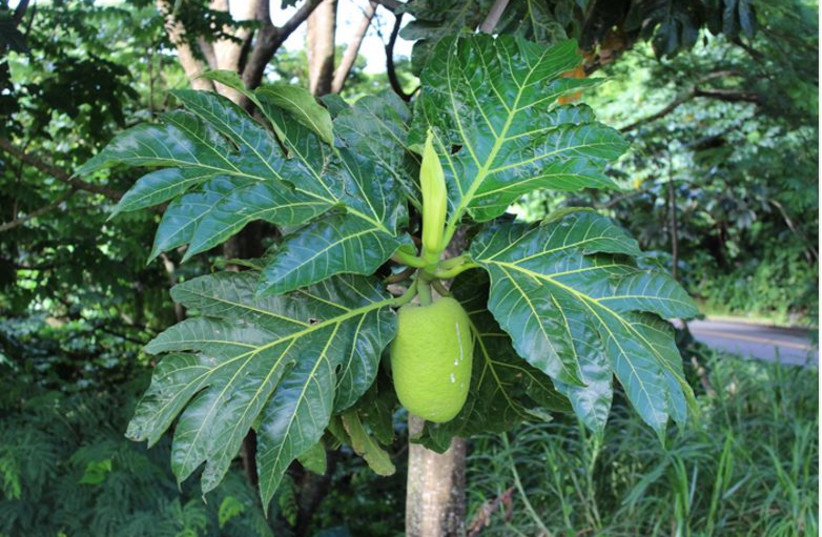 A breadfruit tree in St. Vincent and the Grenadines. (photo credit: Nyree Zerega/Northwestern University/Chicago Botanic Garden)