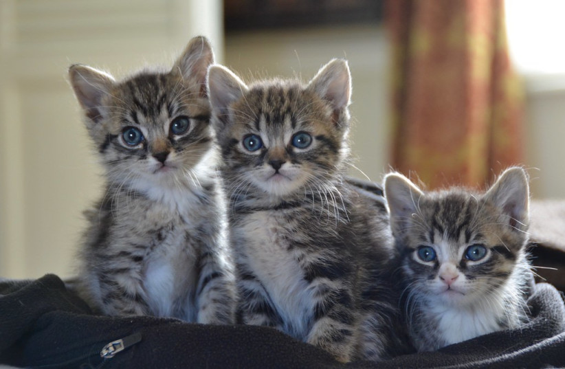  Illustrative image of three kittens. (photo credit: FLICKR)