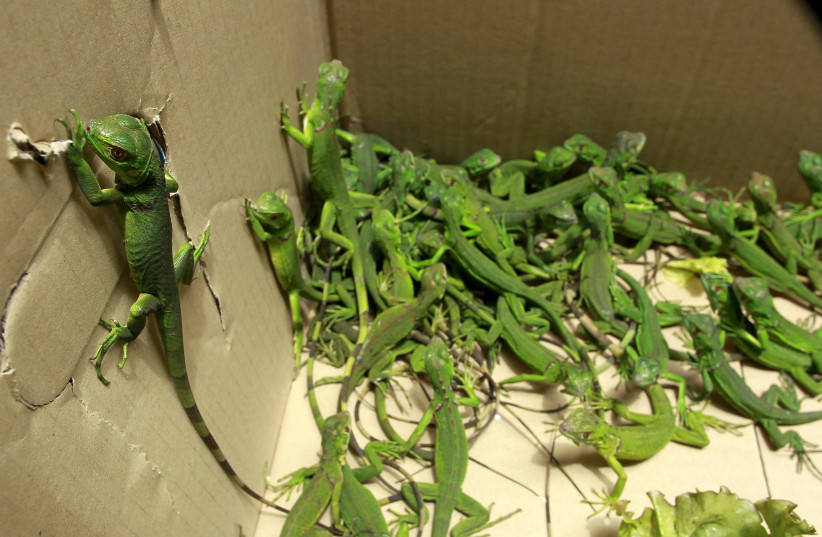  Rescued baby iguanas are pictured in a cardboard box, in an office of the Ministry of Environment in San Jose, May 25, 2015.  (photo credit: JUAN CARLOS ULATE / REUTERS)