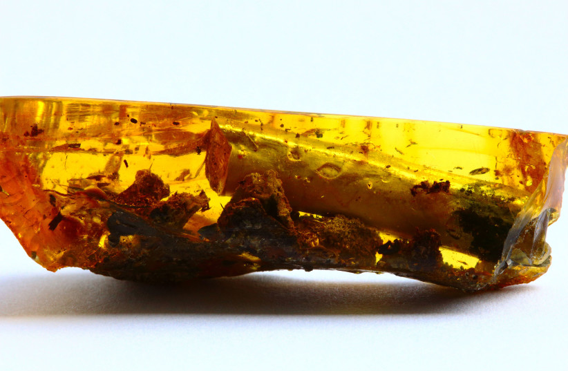 Baltic amber with plant inclusions (photo credit: PRINWEST HANDELSAGENTUR J. KOSSOWSKI/CC BY 3.0 (https://creativecommons.org/licenses/by/3.0)/WIKI)