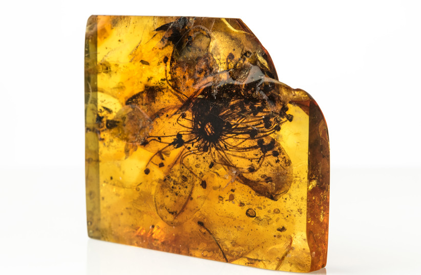 Fossil flower of Symplocos kowalewskii (Symplocaceae) from Baltic amber – to date, by far the largest floral inclusion discovered from any amber. (photo credit: CAROLA RADKE, MFN (MUSEUM FÜR NATURKUNDE BERLIN))
