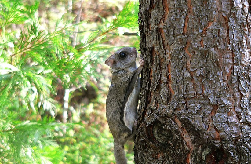  A flying squirrel (Illustrative). (photo credit: Wikimedia Commons)
