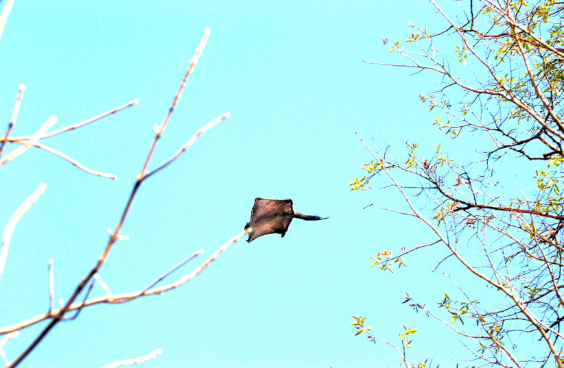  A southern flying squirrel (Glaucomys volans) gliding (Illustrative). (credit: Wikimedia Commons)