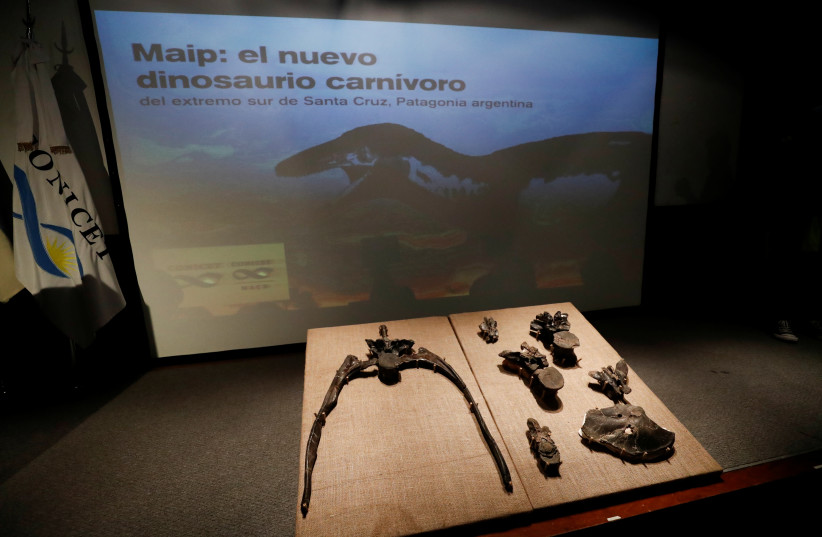  Fossilized bones of the Maip macrothorax, a newly identified megaraptor dinosaur that inhabited the Argentinian Patagonian area, are displayed at the Buenos Aires' Natural Science museum, in Buenos Aires, Argentina April 27, 2022. (credit: REUTERS/AGUSTIN MARCARIAN)