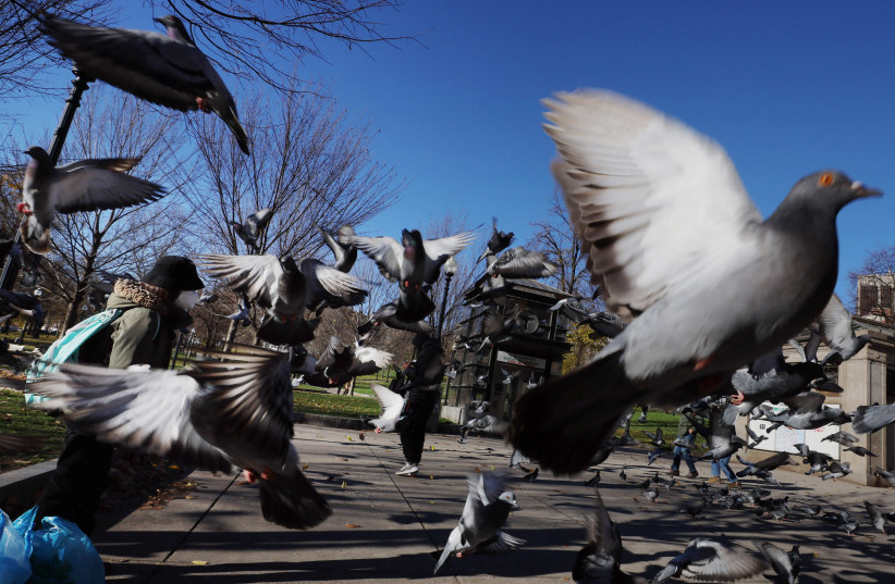 A woman feeds pigeons at the Boston Common in Boston, Massachusetts, US, December 8, 2022. (credit: REUTERS/BRIAN SNYDER)