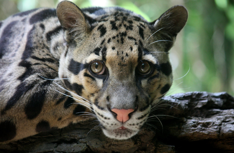  The clouded leopard (photo credit: WIKIMEDIA)