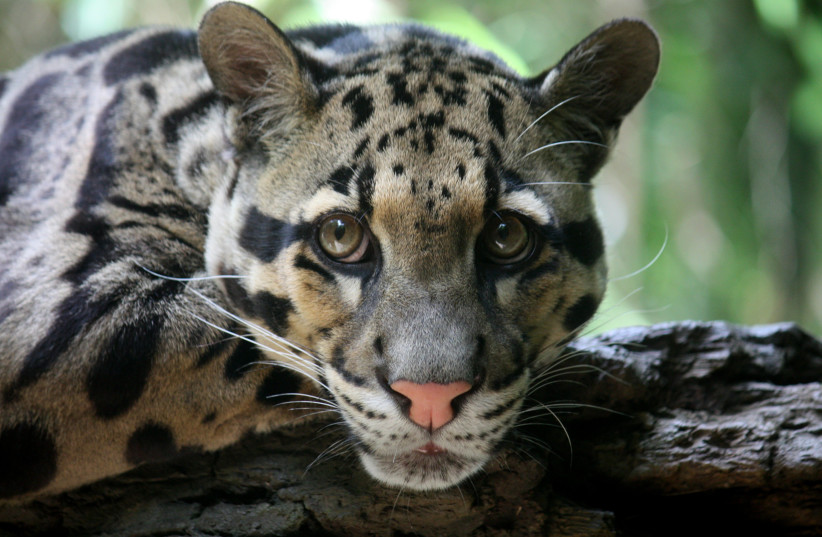 Dallas Zoo clouded leopard Nova was missing in zoo for hours - Vimarsana News