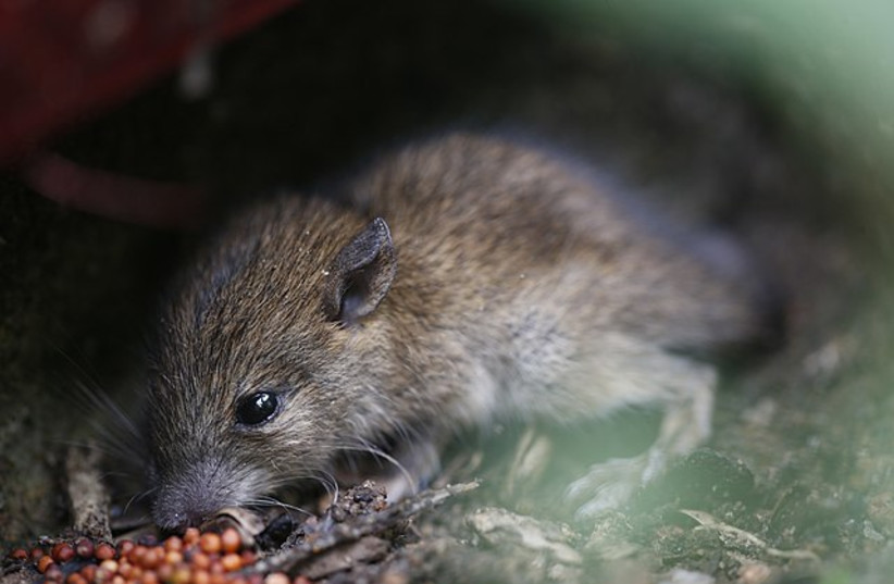  A mouse. (photo credit: Wikimedia Commons)