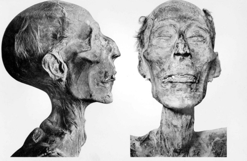  The mummy of Ramesses II was found in 1881 in southern Egypt; at some point it was partially unwrapped to show its mummified head.   (credit: WIKIMEDIA)