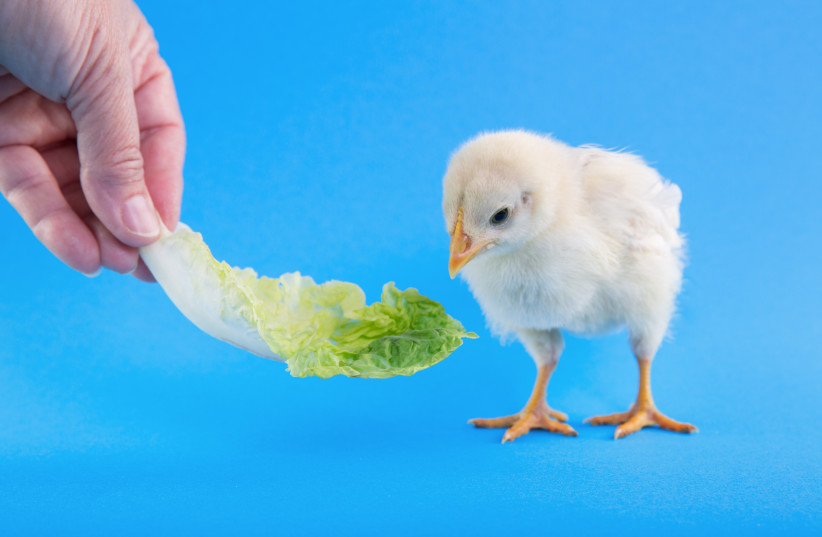  If eating lettuce doesn't help baby chicks fall asleep at night, it may at least help humans do so. (credit: PEXELS)