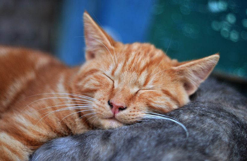  Cats asleep in the sun (photo credit: PEXELS)