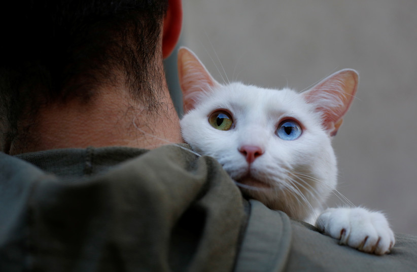  Two-year-old cat ''Onis'' waits to be blessed by a priest outside San Anton Church in Madrid (credit: REUTERS)