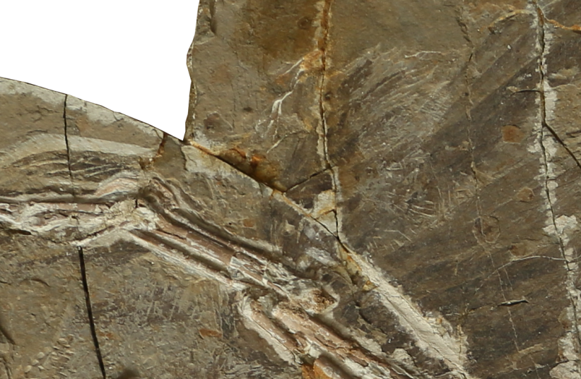  Fossil STM 15-36 (photo credit: Credit: Xuwei Yin, Shangdong Tianyu Museum of Natural History)