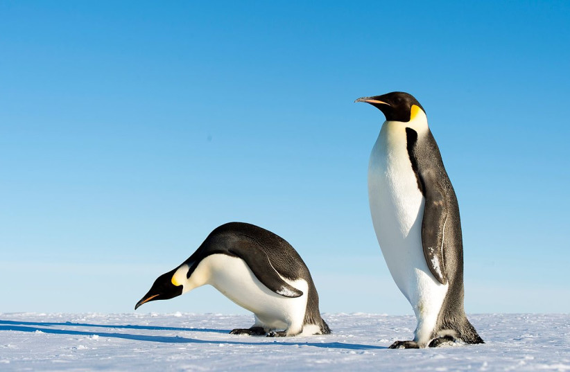 Emperor Penguins (Illustrative): Just around 22 of these penguins stacked on top of each other would be as long as the diameter of these asteroids. But while these asteroids won't hit Earth, penguins are much closer. (credit: Wikimedia Commons)