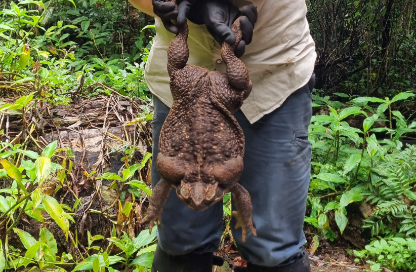 Cane toad dubbed "Toadzilla" and believed by Australian park rangers to be the world's biggest toad is held by Queensland Department of Environment and Science Ranger Kylee Gray, in Conway National Park, Queensland, Australia January 12, 2023.  (photo credit: QUEENSLAND DEPARTMENT OF ENVIRONMENT AND SCIENCE/HANDOUT VIA REUTERS)